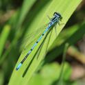 IMG_5206 Coenagrion puella male